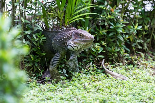Preview: Spiny Tailed Iguana Close Up In Tropical Costa Rica
