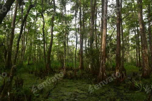 Preview: Trees Growing Out Of Barataria Preserve In Louisiana.
