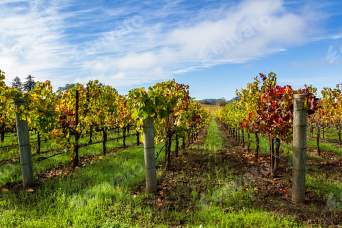 Preview: Beautiful Vineyard In Alexander Valley California With Vivid Autumn Colors Early In The Morning