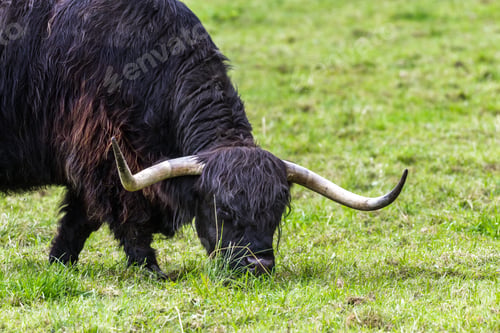 Preview: Close Up Of An Adult Highland Cow In A Field With Fresh Green Grass Late Summer In The Scottish