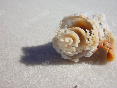 Preview: Seashell On A Sandy Beach