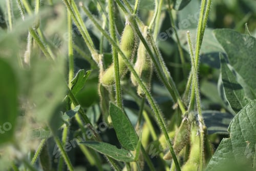 Preview: Short Soybean Plants Growing In An Agricultural Field Under A Clear Blue Sky. 3465