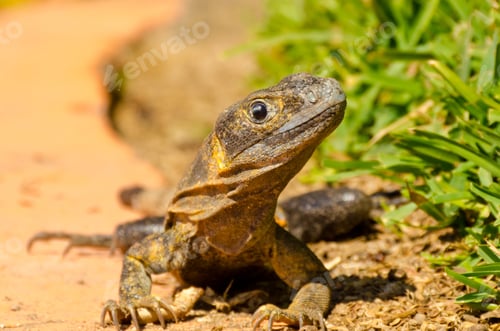 Preview: Iguana On Green Grass Lawn