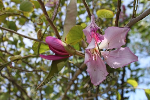Preview: Purple Orchid Tree Buds 5150