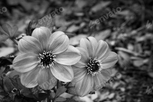 Preview: Black and White Image of Two Flowers