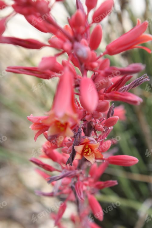 Preview: Red Yucca Plants With Small Flowers 5558