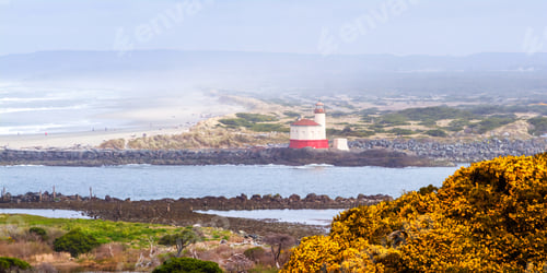 Preview: Yellow Blooms In The Gorse Opening Up To A Foggy Beach And The Famous Coquille River Lighthouse