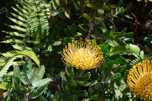 Preview: Blooming Yellow Portea Flower Blossom In The Tropics.