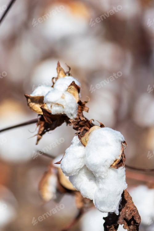 Preview: Closeup Of Blooming Cotton In A Field Ready For Harvest