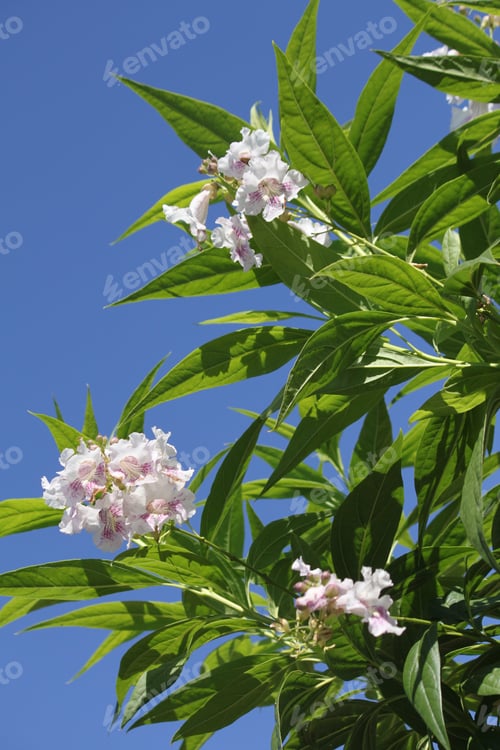 Preview: White Chitalpa Blooms Signal Summer 5816