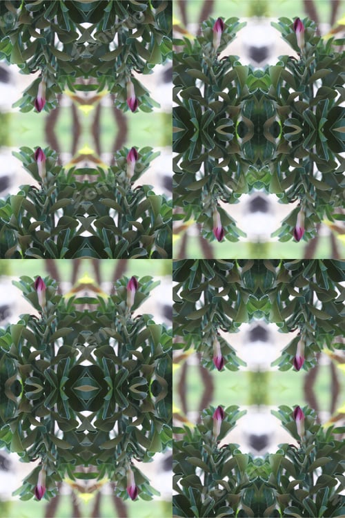 Preview: An Adenium Plant Abstract With Deep Crimson Red Flowers 0213