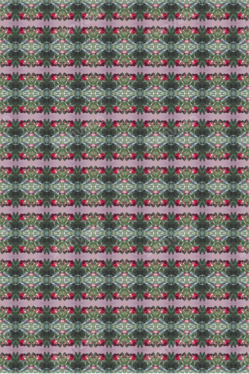 Preview: An Adenium Plant Abstract With Deep Crimson Red Flowers 0160