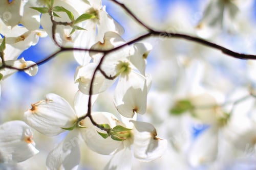 Preview: Dogwood Blossoms - Colors In Nature Background - Delicate Aromas And Scents Of White Flowers