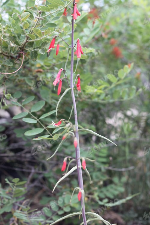 Preview: A Firecracker Penstemon With Pink Flowers