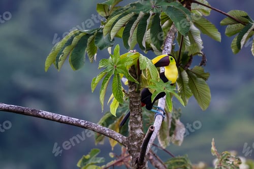 Preview: Chestnut Mandible Toucan Perched On A Branch In San Carlos Costa Rica