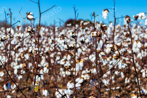 Preview: Closeup Of Blooming Cotton In A Field Ready For Harvest