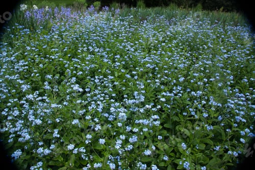 Preview: A Field Of Blue Flowers In Green
