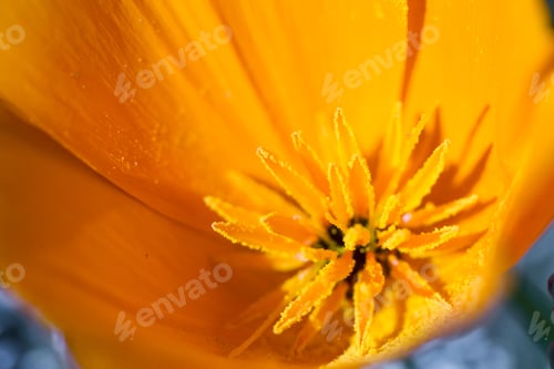 Preview: Close Up Of A California Poppy In Spring Time With Bright Beautiful Orange Color