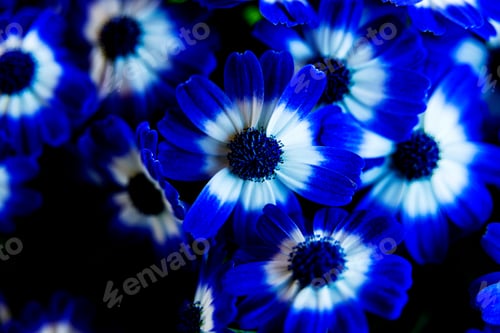 Preview: First Day In New Spring - Fresh And Beautiful Blue Flowers Close Up In The Garden.