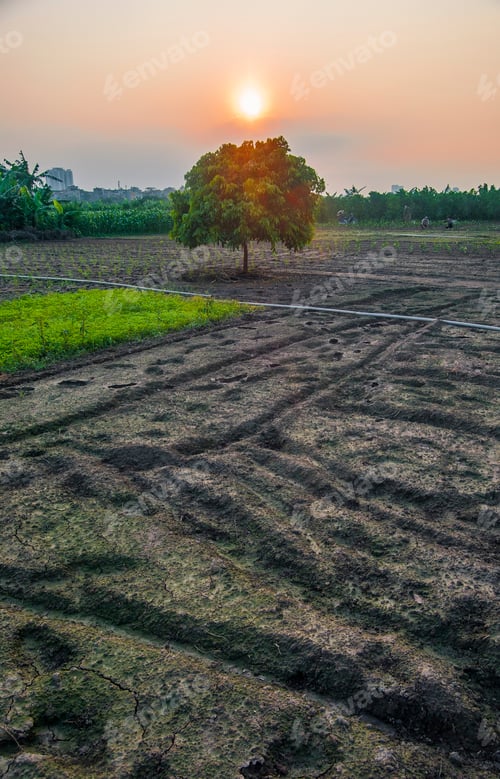 Preview: Tree Standing Alone In The Middle Of A Field As The Sun Is Setting In The Hazy Sky. Shot In Hanoi