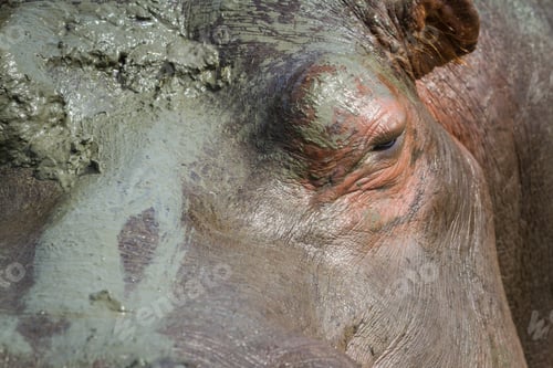 Preview: Closeup Of A Hippo'S Eye And A Very Muddy Face