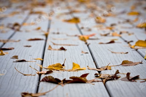 Preview: Fallen Autumn Leaves After A Light Fall Shower On Decking