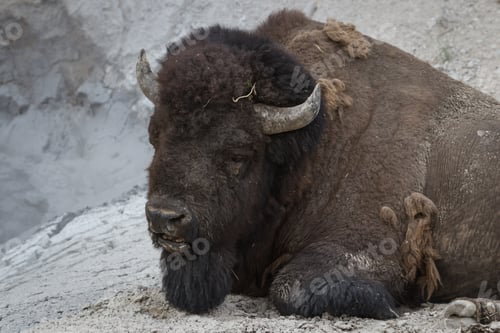Preview: Male American Buffalo Near A Mud Volcano In Yellowstone National Park, With Warm Steam And Mineral