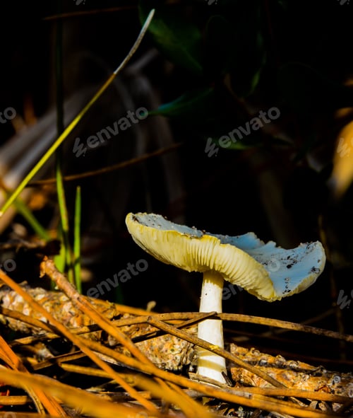 Preview: A Mushroom In A Florida Forest From Ground Level.