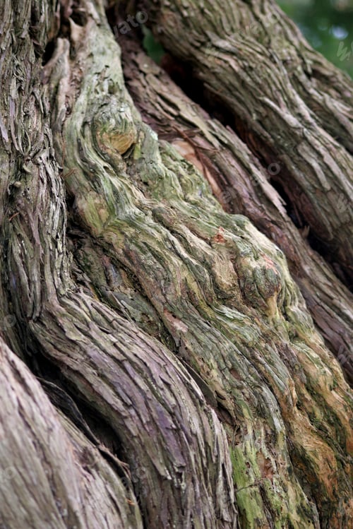 Preview: Flowing Wood