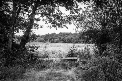 Preview: View Of Lush Foliage In The Forest, Brittany, France, Europe