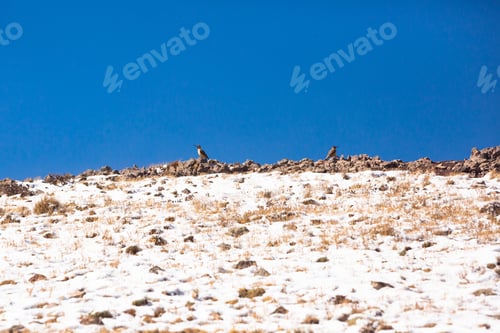 Preview: High Mountain Andes With Snow In Peru.