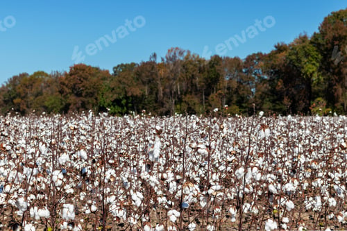 Preview: Blooming Cotton Field Ready For Harvest With Blue Sky