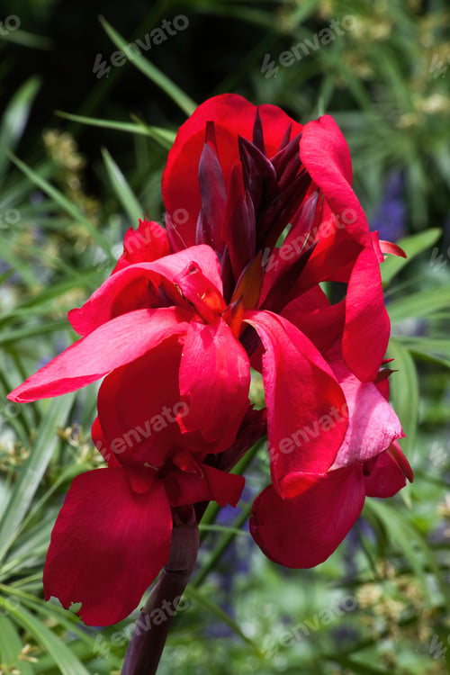 Preview: Red Canna Lily In The Sunshine