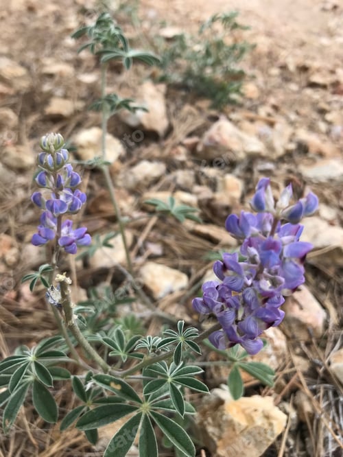 Preview: A Lupinus Sparsiflorus Plant With Flowers 4657