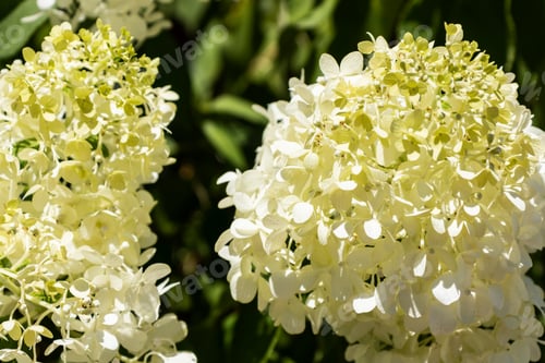 Preview: Closeup Of Big Pretty White Hydrangea Flower Blossoms