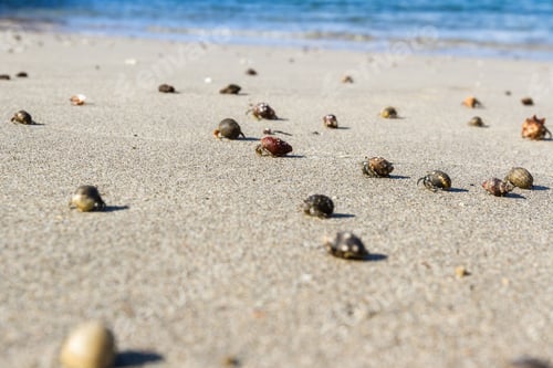 Preview: Cluster Of Hermit Crabs Walking On The Warm Sands Of A Pacific Beach In Costa Rica