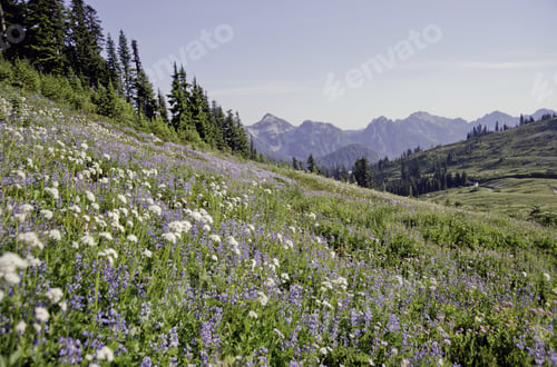 Preview: Amazing Wild Flowers Paradise,Mt Rainier Np