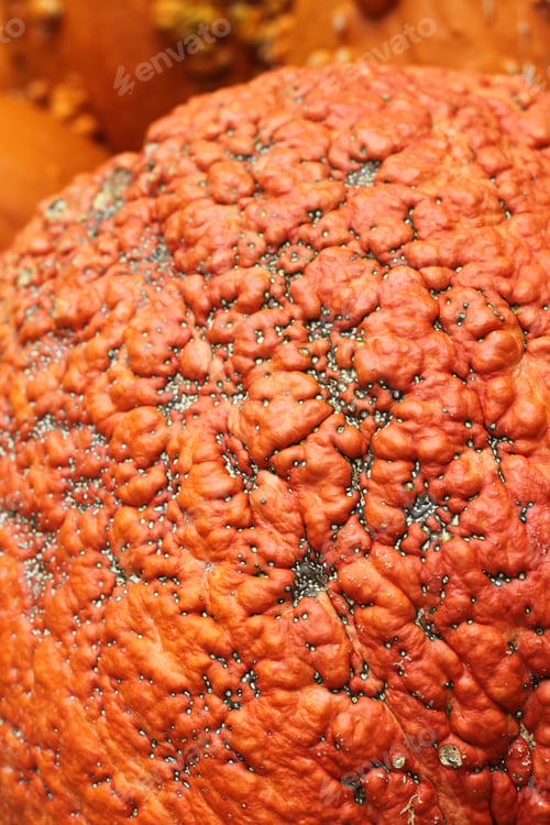 Preview: A Festive Autumn Market Display Of Fall Fresh Orange Pumpkin Squash. 2792