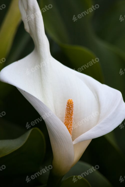 Preview: Calla Lily Outdoors In The Sunshine
