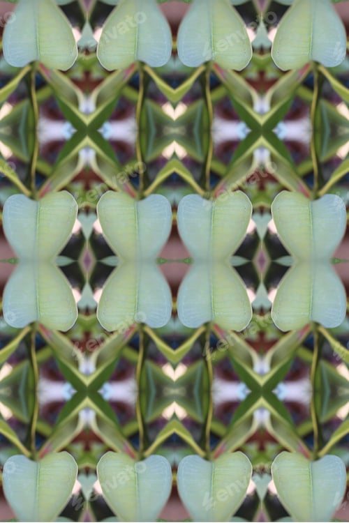 Preview: An Abstract Of Fresh Green Plumeria Rubra Leaves 0038