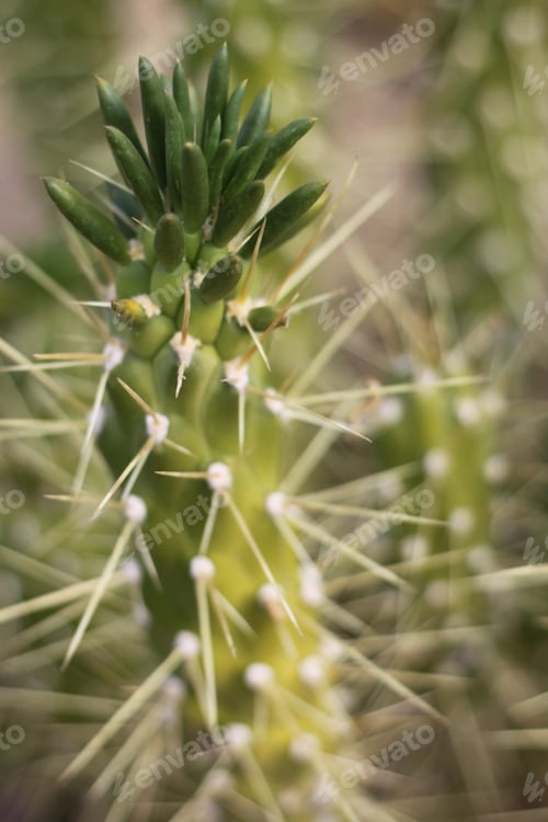 Preview: A Green Eve'S Needle Cactus Plant 0609