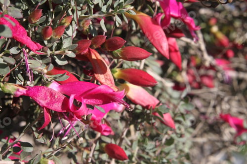 Preview: A Desert Penstemon Bush With Bright Pink Flowers 6488