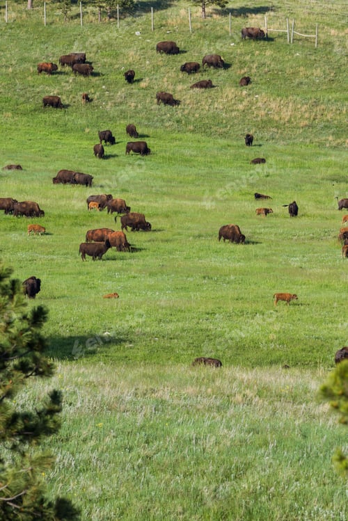 Preview: Large Bison Herd Feeding On The Green Spring Grass In South Dakota