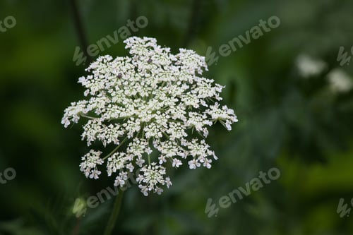 Preview: Queen Ann'S Lace In The Morning Sunshine