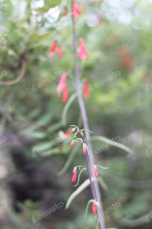 Preview: A Firecracker Penstemon With Pink Flowers 8348