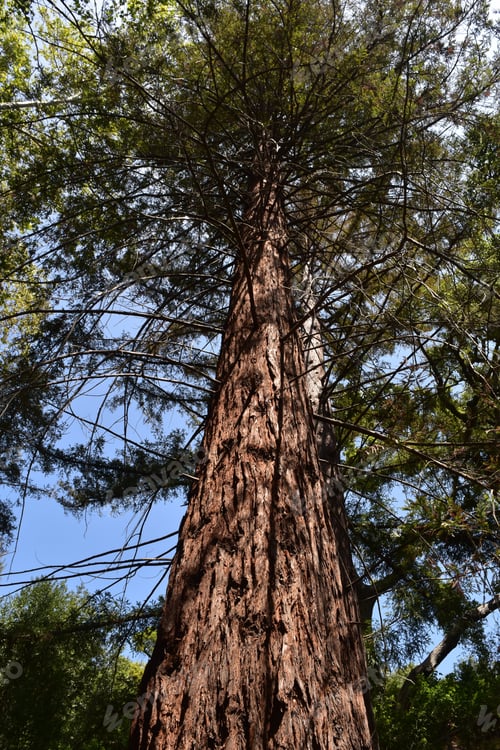Preview: A Look Up The Trunk Of A Redwood Tree In California.