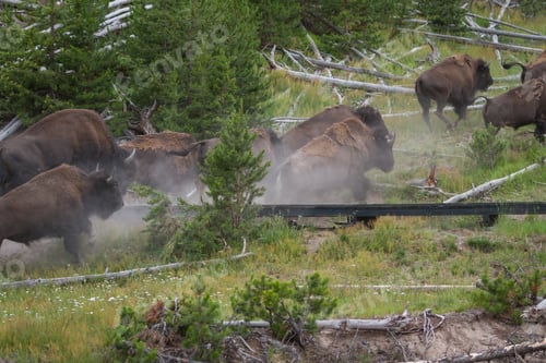 Preview: Group Of Bison Running Over The Boardwalk In Yellowstone National Park
