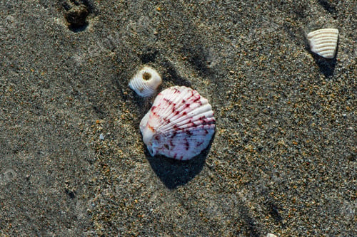 Preview: A Red And White Scallop Shell Lying On A Florida Beach With Broken Shells