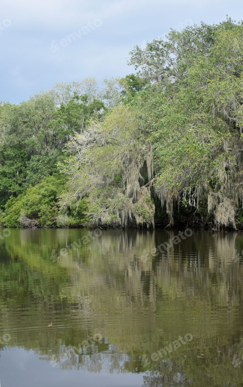 Preview: Spanish Moss On A Tree Along The Edge Of The River In New Orleans.