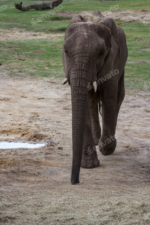 Preview: Closeup Of A Large Female Elephant Walking In A Zoo